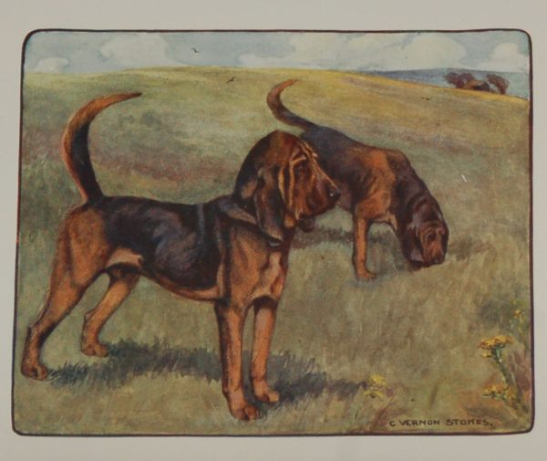 Antique print 1909 bloodhound