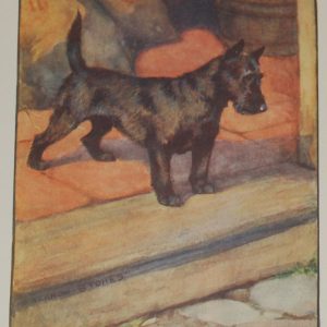 1909 Antique Print Scottish Terrier