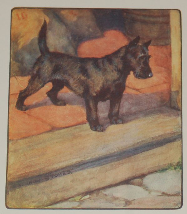 1909 Antique Print Scottish Terrier