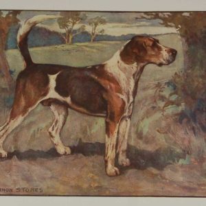 A 1909 Antique Print of a Foxhound, print is in excellent condition with no foxing, by George Vernon Stokes