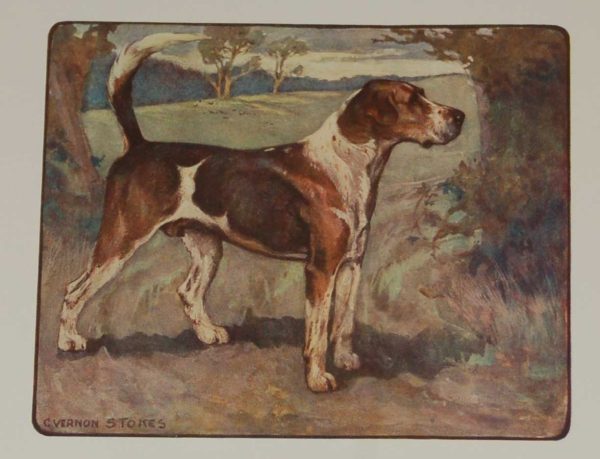 A 1909 Antique Print of a Foxhound, print is in excellent condition with no foxing, by George Vernon Stokes