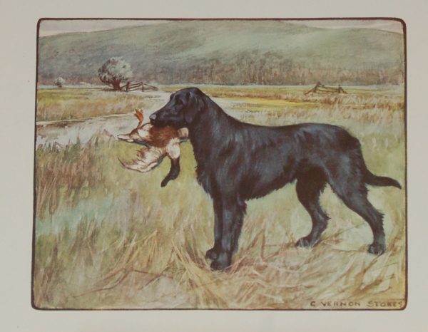 A 1909 Antique Print of a Retriever, print is by George Vernon Stokes