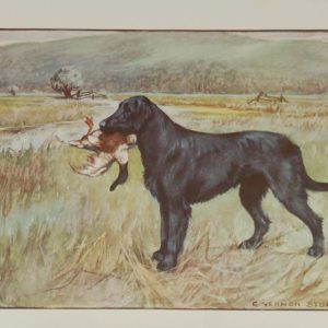 A 1909 Antique Print of a Retriever, print is in excellent condition with no foxing.