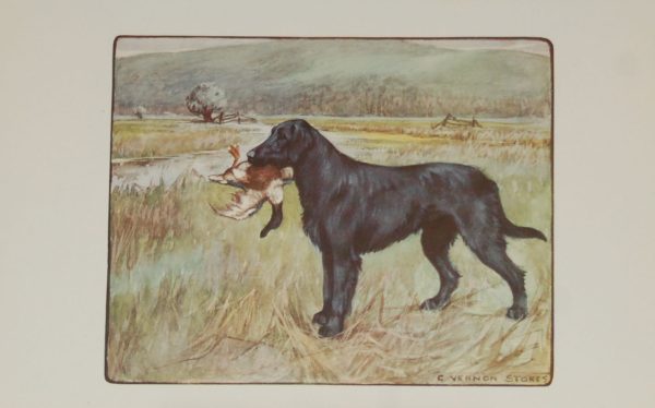 A 1909 Antique Print of a Retriever, print is in excellent condition with no foxing.