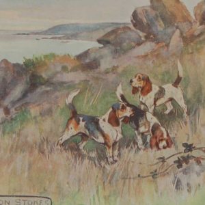 A 1909 Antique Print of a Beagle, print is in excellent condition with no foxing, by George Vernon Stokes.