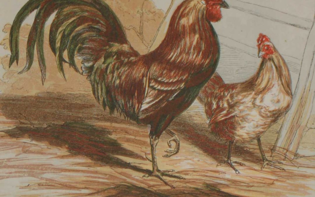 1856 antique bird print Harrision Weir Barn Door Fowls