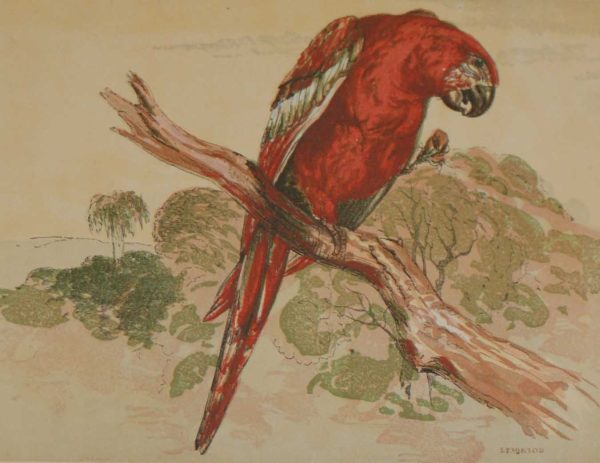 Antique Bird Print The Macaw
