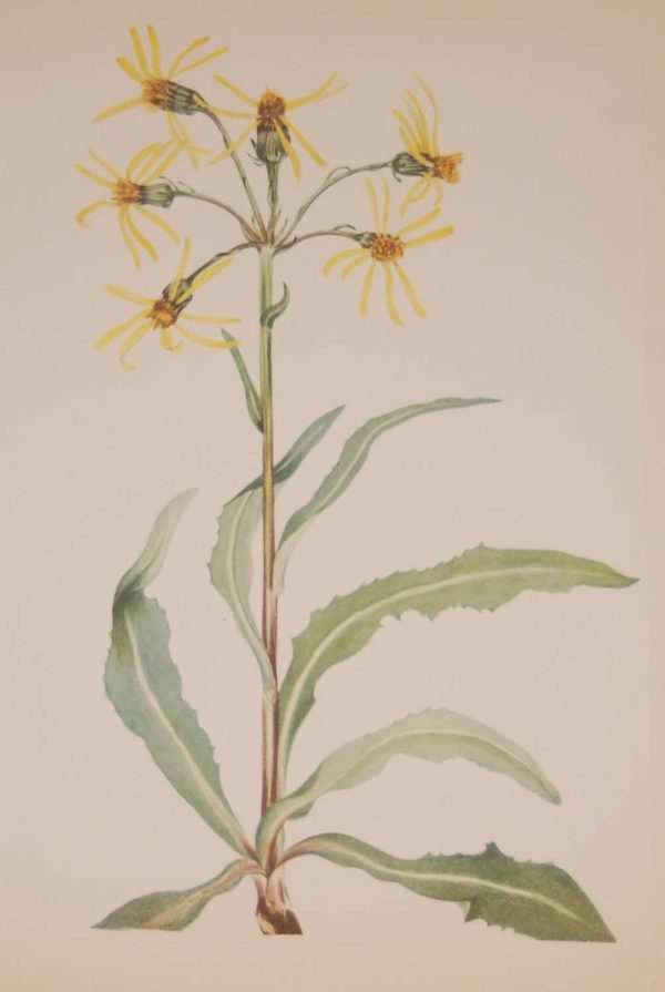 Vintage botanical print from 1925 by Mary Vaux Walcott titled Mourning Groundsel, stamped with initials and dated bottom left.