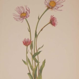 Vintage botanical print from 1925 by Mary Vaux Walcott titled Alaska Fleabane, stamped with initials and dated bottom left.