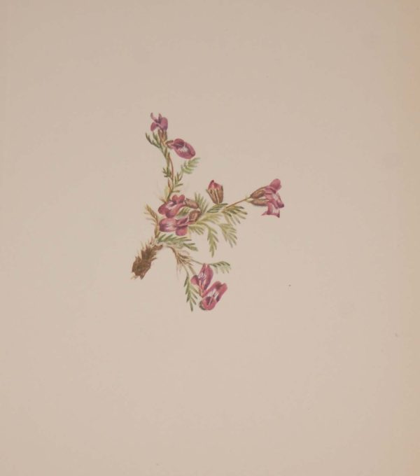Vintage botanical print from 1925 by Mary Vaux Walcott titled Alpine Pointvetch 1925 Vintage Botanical Print , stamped with initials and dated bottom left.