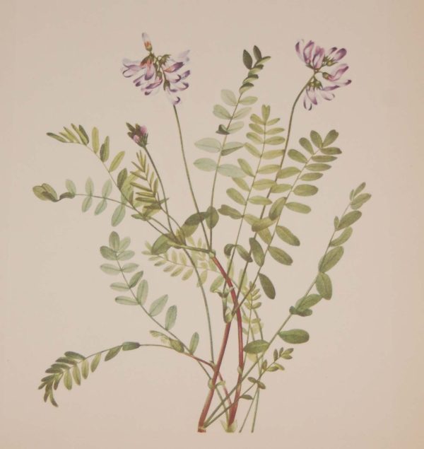 Vintage botanical print from 1925 by Mary Vaux Walcott titled Alpine Milkvetch 1925 Vintage Botanical Print , stamped with initials and dated bottom left.
