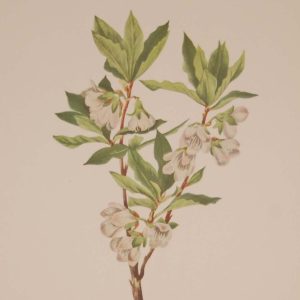 Vintage botanical print from 1925 by Mary Vaux Walcott titled Rocky Mountain Rhododendrone, stamped with initials and dated bottom left.