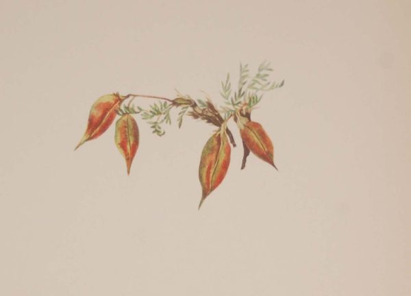 Vintage botanical print from 1925 by Mary Vaux Walcott titled Alpine Pointvetch, stamped with initials and dated bottom left.
