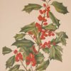 Vintage botanical print from 1925 by Mary Vaux Walcott titled American Holly, stamped with initials and dated bottom left