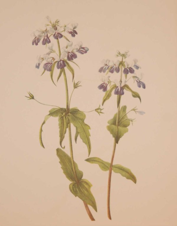 Vintage botanical print from 1925 by Mary Vaux Walcott titled Blue Eyed Mary , stamped with initials and dated bottom left