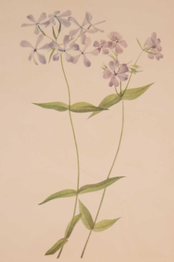 Vintage botanical print from 1925 by Mary Vaux Walcott titled Blue Phlox, stamped with initials and dated bottom left