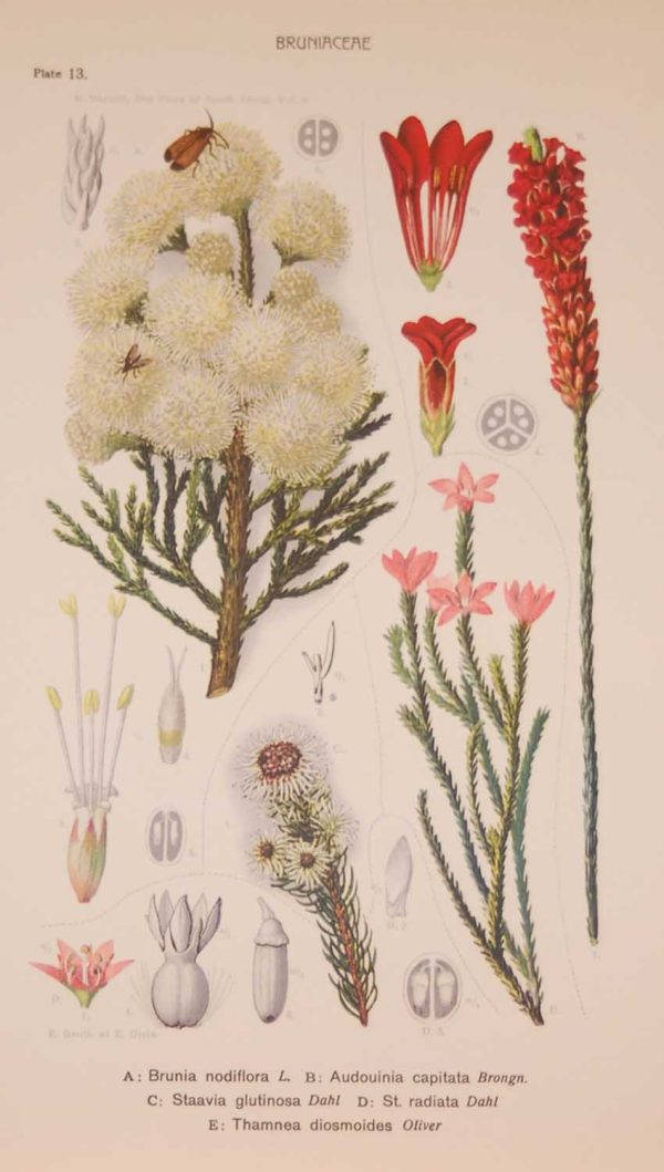 Original 1925 vintage botanical print titled Bruniaceae Plate 13 by Rudolph Marloth. The print was published as part of a set on the flora of South Africa.