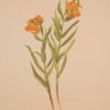 Vintage botanical print from 1925 by Mary Vaux Walcott titled Columbia Lily, stamped with initials and dated bottom left