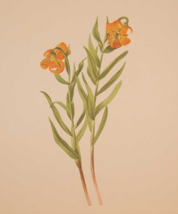 Vintage botanical print from 1925 by Mary Vaux Walcott titled Columbia Lily, stamped with initials and dated bottom left