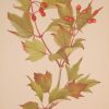 Vintage botanical print from 1925 by Mary Vaux Walcott titled Cranberry Bush, stamped with initials and dated bottom left