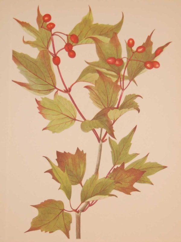 Vintage botanical print from 1925 by Mary Vaux Walcott titled Cranberry Bush, stamped with initials and dated bottom left