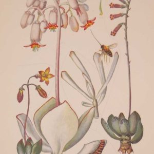 Original 1925 vintage botanical print titled Crassulaceae by Rudolph Marloth. The print was published as part of a set on the flora of South Africa.