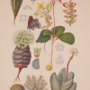 Original 1925 vintage botanical print titled Crassulaceae Plate 5 by Rudolph Marloth. The print was published as part of a set on the flora of South Africa.