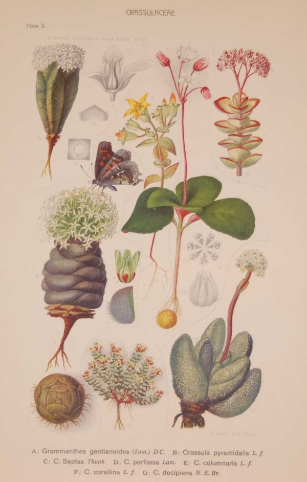 Original 1925 vintage botanical print titled Crassulaceae Plate 5 by Rudolph Marloth. The print was published as part of a set on the flora of South Africa.