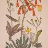 Original 1925 vintage botanical print titled Crassulaceae Plate 3 by Rudolph Marloth. The print was published as part of a set on the flora of South Africa
