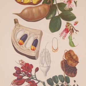 Original 1925 vintage botanical print Leguminoseae Plate 20 by Rudolph Marloth