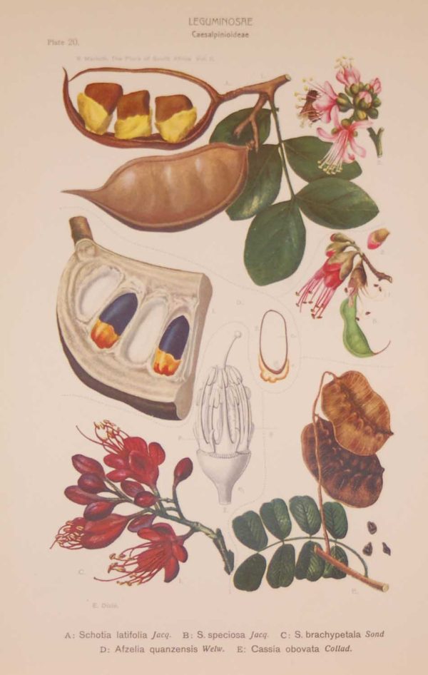 Original 1925 vintage botanical print Leguminoseae Plate 20 by Rudolph Marloth