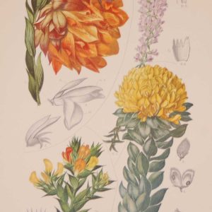 Original 1925 vintage botanical print Leguminoseae Papilionatae Plate 23 by Rudolph Marloth