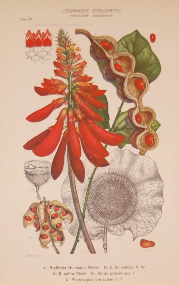 Original 1925 vintage botanical print Leguminoseae Papilionatae Plate 29 by Rudolph Marloth