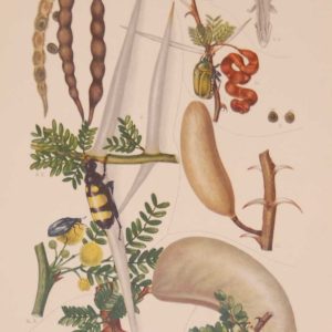 Original 1925 vintage botanical print titled Leguminoseae Plate 18 by Rudolph Marloth