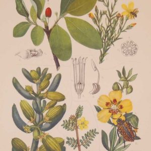 Original 1925 vintage botanical print titled Linaceae Erythroxylaceae Zygophyllaceae Plate 35 by Rudolph Marloth