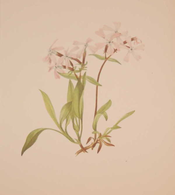 Vintage botanical print from 1925 by Mary Vaux Walcott titled Peatpink, stamped with initials and dated bottom left