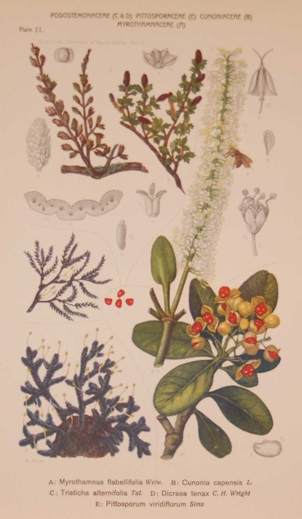 Original 1925 vintage botanical print titled Podostemonaceae Plate 11 by Rudolph Marloth. The print was published as part of a set on the flora of South Africa.