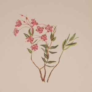 Vintage botanical print from 1925 by Mary Vaux Walcott titled Rocky Mountain Kalmia , stamped with initials and dated bottom left.
