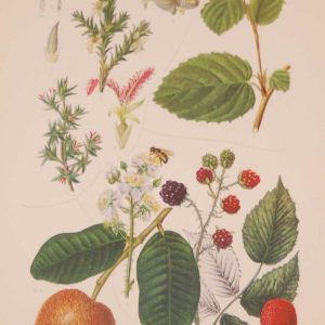 Original 1925 vintage botanical print titled Rosaceae Plate 15 by Rudolph Marloth