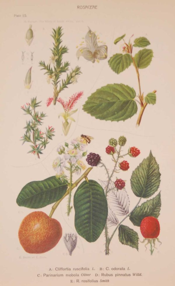Original 1925 vintage botanical print titled Rosaceae Plate 15 by Rudolph Marloth