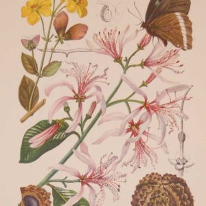 Original 1925 vintage botanical print titled Rutaceae Malpghiaceae Plate 37 by Rudolph Marloth. The print was published as part of a set on the flora of South Africa.