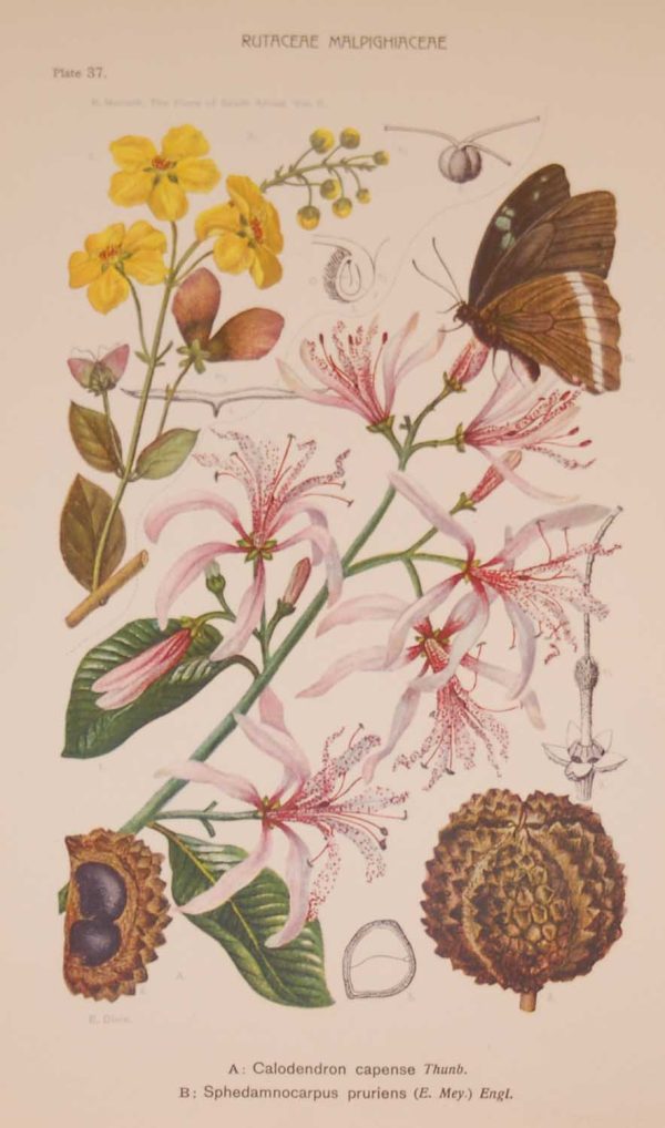 Original 1925 vintage botanical print titled Rutaceae Malpghiaceae Plate 37 by Rudolph Marloth. The print was published as part of a set on the flora of South Africa.