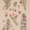 Original 1925 vintage botanical print titled Rutaceae Plate 36 by Rudolph Marloth. The print was published as part of a set on the flora of South Africa.