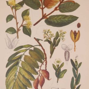 Original 1925 vintage botanical print titled Saxifragaceae Plate 9 by Rudolph Marloth. The print was published as part of a set on the flora of South Africa.
