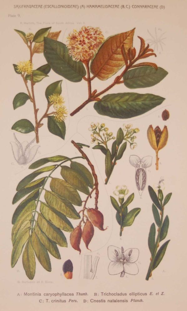 Original 1925 vintage botanical print titled Saxifragaceae Plate 9 by Rudolph Marloth. The print was published as part of a set on the flora of South Africa.