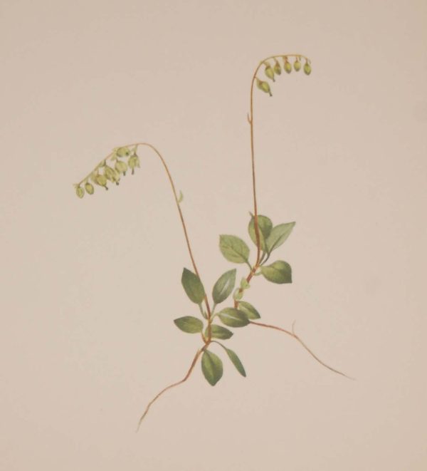 Vintage botanical print from 1925 by Mary Vaux Walcott titled Sidebells Pyrola , stamped with initials and dated bottom left.