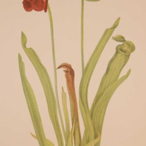 Vintage botanical print from 1925 by Mary Vaux Walcott titled Sweet Pitcherplant, stamped with initials and dated bottom left