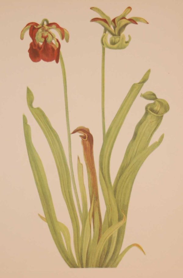Vintage botanical print from 1925 by Mary Vaux Walcott titled Sweet Pitcherplant, stamped with initials and dated bottom left