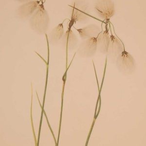 Vintage botanical print from 1925 by Mary Vaux Walcott titled Tassel Cottongrass, stamped with initials and dated bottom left