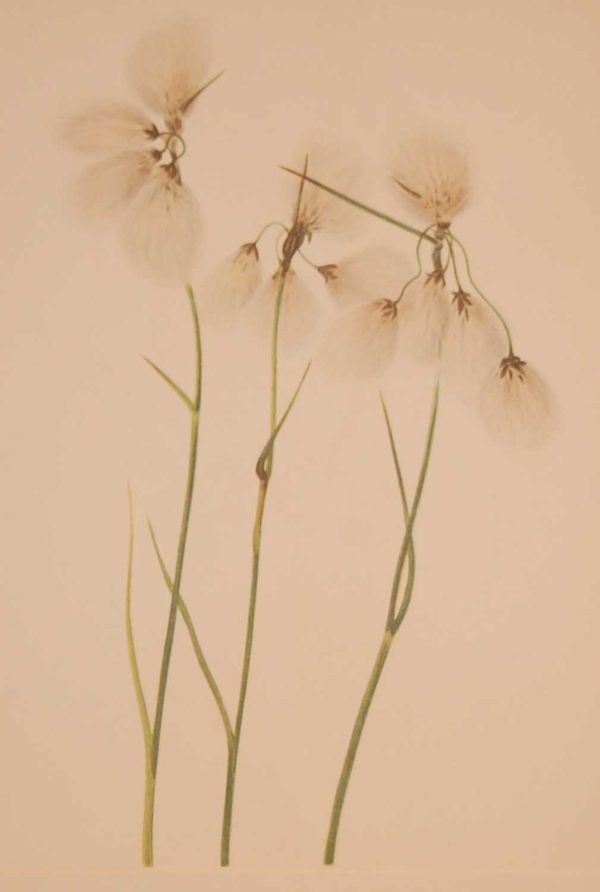 Vintage botanical print from 1925 by Mary Vaux Walcott titled Tassel Cottongrass, stamped with initials and dated bottom left